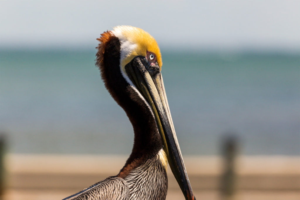 Pelican at Coastline RV Resort