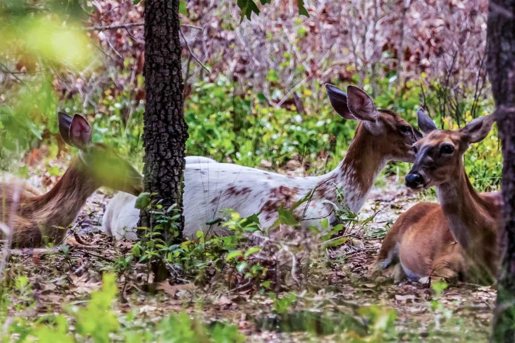 Deer at Ochlockonee State Park