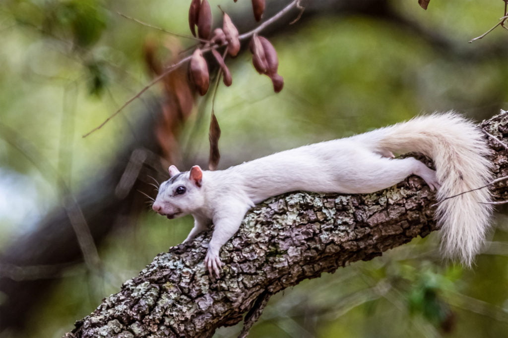 White Squirrel Ochlockonee State Park